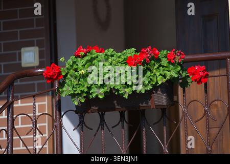 Pelargonium con foglie d'edera e fiori rossi brillanti in un vaso rettangolare. Foto di alta qualità Foto Stock