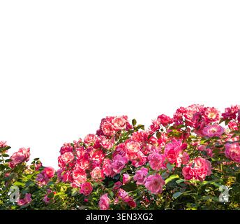 vivace cespuglio di rose rosa in piena fioritura con foglie verdi, tagliate sul bianco. Perfetto per motivi floreali, cornice, inviti di nozze e sprin Foto Stock