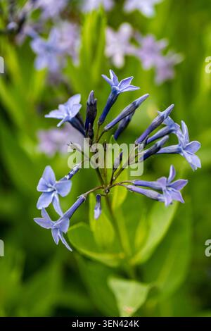 Ritratto naturale in primo piano di una pianta in fiore della deliziosa Amsonia 'Blue Ice', bluestar 'Blue Ice' nel sole amabile dell'inizio dell'estate. in fiore, mozzafiato, Foto Stock