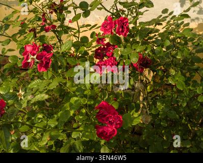 Vivace cespuglio di rose rosse che fiorisce contro un vecchio rustico muro giallo in un giardino di cottage. Foto Stock