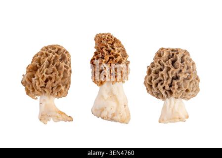 Assortimento di funghi morel commestibili isolati su uno sfondo chiaro, che mostrano una consistenza naturale, esclusivi cappucci a nido d'ape e cibo selvatico gourmet Foto Stock