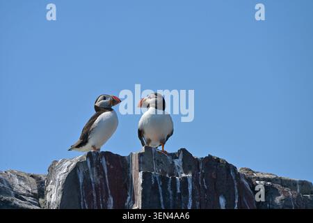 Two Puffins, Fratercula arctica, arroccato su rocce Isole farne, Northumberland UK May Foto Stock