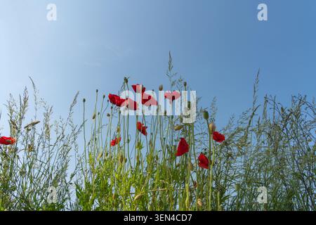 I papaveri rossi crescono in alto tra l'erba verde sotto un cielo blu limpido. La luce del sole splende sui fiori, creando una vivace scena all'aperto. Foto Stock