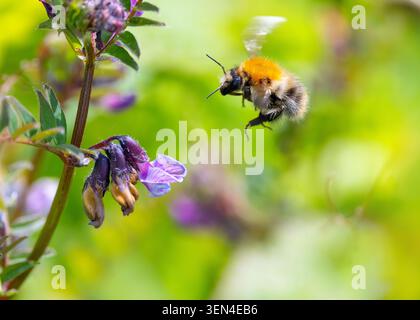 Ape bombus comune "Bombus pascuorum" si libra accanto alla fiore selvatico vicia "Vicia sativa" con le ali che vibrano in volo. Dublino, Irlanda Foto Stock