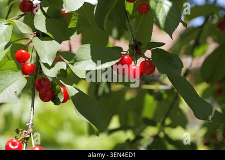 Ciliegie rosse mature fresche raggruppate su un ramo verde di frutteto in estate, vibranti e succose, che simboleggiano la dolcezza naturale, spuntini sani e abbondanti Foto Stock