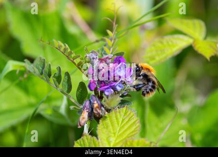L’ape bombo comune "Bombus pascuorum" si nutre di nettare della fiore selvatico "Vicia sativa" durante l’impollinazione estiva. Dublino, Irlanda Foto Stock