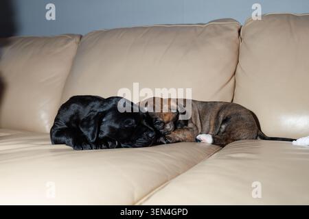 Due piccoli cuccioli dormono su un divano beige in un soggiorno. Un cucciolo è nero e l'altro è marrone. Sono arricciati l'uno accanto all'altro e.. Foto Stock