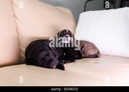 Due cuccioli riposano su un divano abbronzato in un soggiorno. Un cucciolo è nero e l'altro è marrone. Sono comodi e contenti mentre dormono Foto Stock