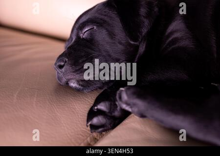 Due cuccioli dormono profondamente su un morbido divano. La sala è poco illuminata e i cuccioli sono annidati vicino l'uno all'altro. Hanno un aspetto caldo e rilassato in te Foto Stock