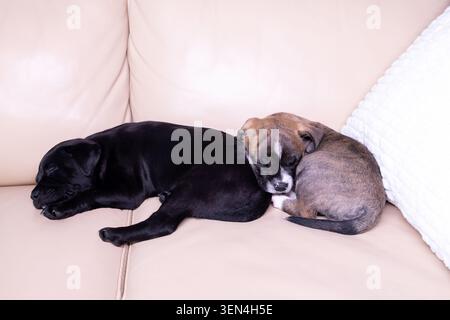 Due cuccioli sono appoggiati uno accanto all'altro su un divano di colore chiaro. Un cucciolo è nero e l'altro è marrone con bianco. Sono pacificamente dormienti Foto Stock