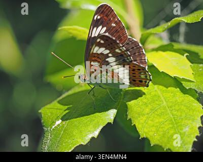 Farfalla femmina Admiral bianco (Limenitis camilla) Foto Stock