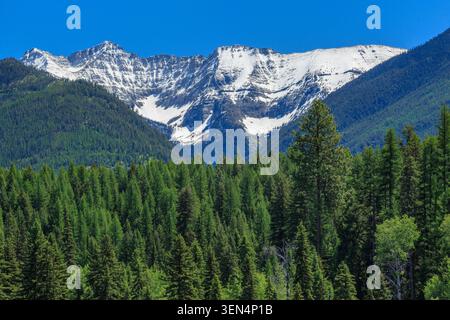 picco del cigno nella catena dei cigni della foresta nazionale a testa piatta vicino al lago del cigno, montana Foto Stock