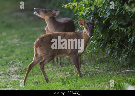 Una coppia di cervi Muntjac (Muntiacus reevesi) fa sull'erba, nutrendosi di un riccio. Erba verde sfocata sullo sfondo. Henlow, Bedfordshire, Englan Foto Stock
