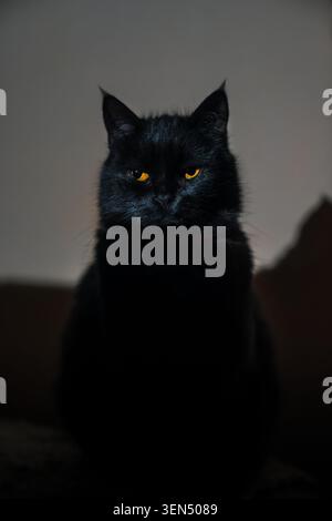 Ritratto della vista frontale di un gatto nero con occhi arancioni che guardano la fotocamera in una stanza buia Foto Stock