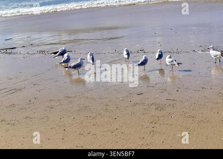 Un piccolo gruppo di gabbiani si erge su sabbia bagnata e riflettente vicino alla costa, i cui riflessi sono visibili sotto di loro mentre le onde morbide si infrangono. Foto Stock