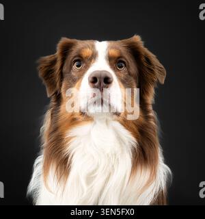 Cucciolo di pastore australiano marrone Foto Stock