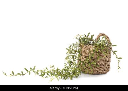 Corde verdi di banane piantano in cesto intrecciato, arredamento per la casa e giardinaggio interno, isolato su sfondo bianco Foto Stock