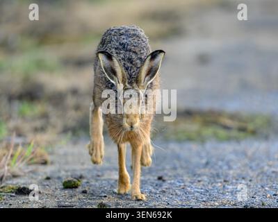 Un Lepus europaeus Brown Hare in fuga su un vecchio campo d'aviazione in tempo di guerra. Nord di Norfolk, Regno Unito Foto Stock