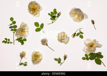 Allestimento floreale su sfondo bianco traslucido. Delicate rose bianche e gemme sono disposte in modo caotico sullo sfondo. Disposizione piatta, vista dall'alto. Foto Stock