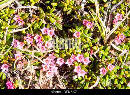Trailing Azalea (Kalmia procumbens) in fiore, Highland, Scozia, Regno Unito. Foto Stock