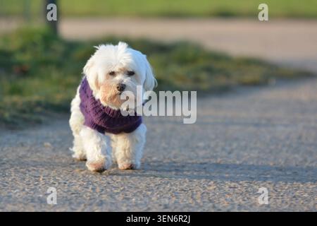 Piccolo cane bianco maltese anziano con un maglione viola che cammina su un sentiero. Carino animale domestico che si diverte a passeggiare all'aperto Foto Stock