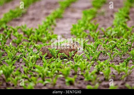 Lepre europea nei campi (Lepus europaeus) Foto Stock