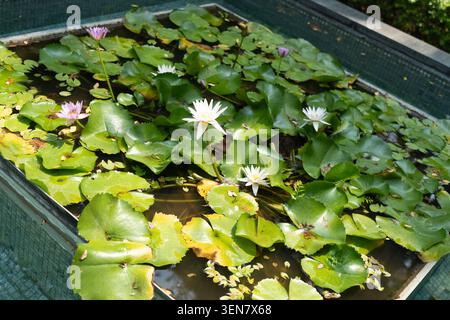 Ninfee bianche e azzurre (Nymphaea sp.) fiorite tra i tappetini di giglio in un laghetto in una lussuosa spa nella città vecchia di Chiang mai, Thailandia Foto Stock