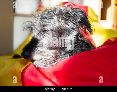 Soffice cane senior di razza mista che riposa su una sedia colorata a sacco di fagioli. Simpatico terrier crossbreed sdraiato a casa. Animali domestici che si rilassano durante una soleggiata Foto Stock