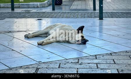 Cane randagio che riposa sul marciapiede in piazza Aristotelous a Salonicco, Grecia. Foto Stock