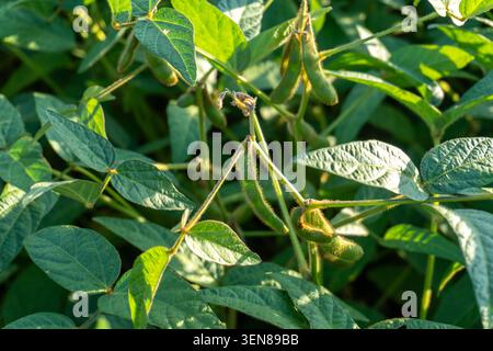 Le piante di soia crescono in un campo con foglie verdi e baccelli visibili. La luce del sole splende, mettendo in risalto le piante durante il giorno. Foto Stock