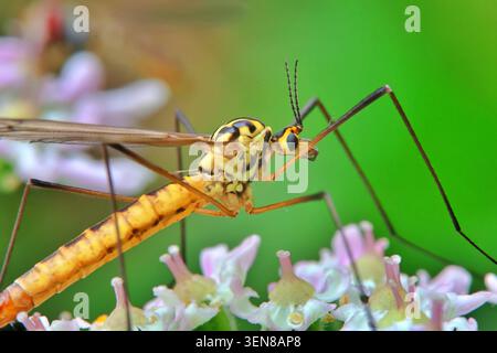 Mosca maculata della gru (Nephrotoma appendiculata) o mosca della tigre appoggiata su un fiore rosa/bianco Foto Stock