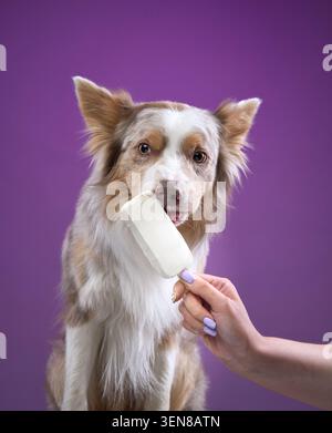 Un Border Collie prende tranquillamente un boccone di gelato bianco tenuto di fronte a uno sfondo viola. Foto Stock