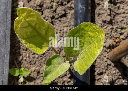 Una piccola pianta verde con due foglie cresce da terreno marrone in un giardino. Il sole splende e ci sono attrezzi da giardino nelle vicinanze. Foto Stock