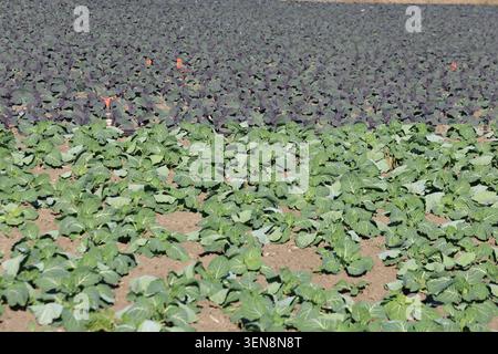 un campo con piante di cavolo rosse e bianche Foto Stock
