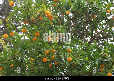primo piano di citrus aurantium (arancio amaro) Foto Stock