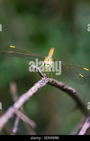 Elegante libellula che riposa tranquillamente su un ramoscello di alberi. Una tranquilla immagine della fauna selvatica di una libellula arroccata su un ramo sottile circondato da lussureggiante avidità naturale Foto Stock