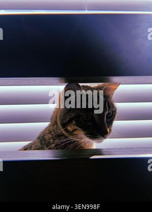 Un gatto tigrato seduto davanti alle persiane con la luce del sole che filtra attraverso. Foto Stock