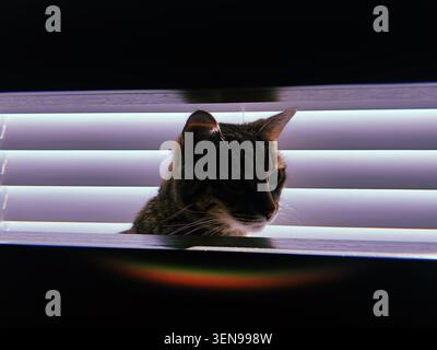 Un gatto tigrato seduto davanti alle persiane con la luce del sole che filtra attraverso. Foto Stock
