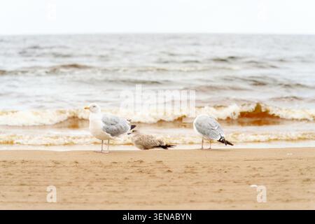 Osservazione della fauna marina. Gruppo di gabbiani in piedi sulla costa sabbiosa del Baltico a Jurmala, Lettonia, che offre una scena costiera naturale per i viaggi, na Foto Stock