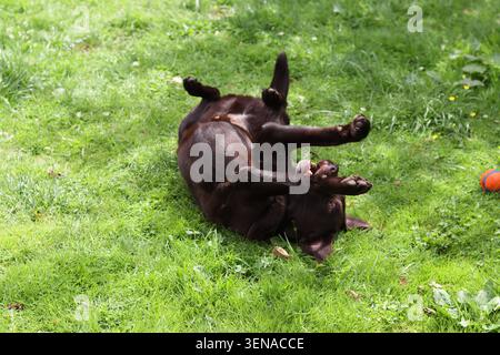 Felice Labrador Retriever cioccolato che gioca sull'erba verde all'aperto. Cane di famiglia energico che si gode l'esercizio, l'aria fresca e il divertimento in un parco naturale Foto Stock