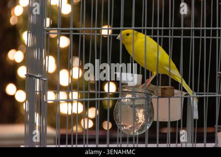canarino giallo brillante arroccato all'interno di una gabbia bianca per uccelli con luci calde e soffuse sullo sfondo. Primo piano di un uccello domestico in un ambiente interno Foto Stock