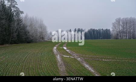 Alberi ricoperti di gelo e cingoli per trattori nel campo dei cereali invernali, Lettonia Foto Stock