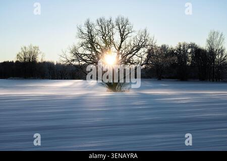 L'alba invernale risplende attraverso una quercia solitaria su un campo innevato a Kurzeme, Lettonia Foto Stock