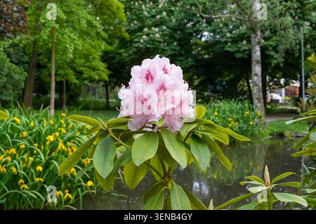 Rododendro rosa fiorisce in giardino in primavera. Fiori rosa. Fiori lussureggianti Foto Stock