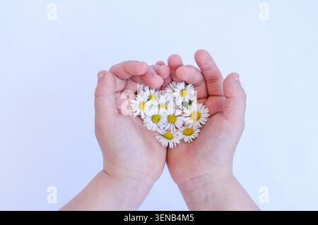 Margherite bianche nelle mani di un bambino su sfondo bianco Foto Stock