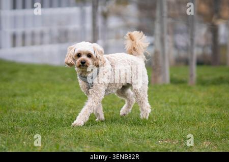 Piccolo cane Cockapoo color crema che cammina attraverso un prato verde in un parco cittadino, catturato in movimento con profondità di campo bassa e luce naturale all'aperto. Foto Stock