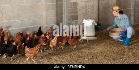 Donna asiatica che alimenta le galline in una polpetta di pollo Foto Stock