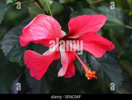 Chinese Hibiscus, China Rose, Hawaiian Hibiscus, Rose Mallow o Shoeblack Plant, Hibiscus rosa-sinensis 'Chandleri', Malvaceae. Cina, Asia. Hibiscus Foto Stock