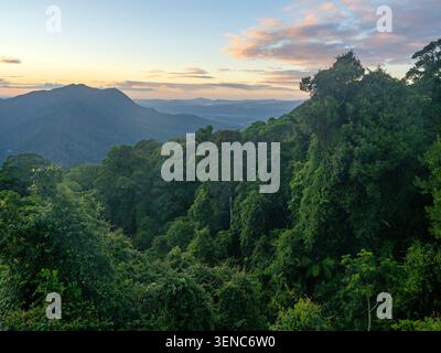 Vista sulla Bellinger Valley dallo Skywalk nel parco nazionale di Dorrigo Foto Stock