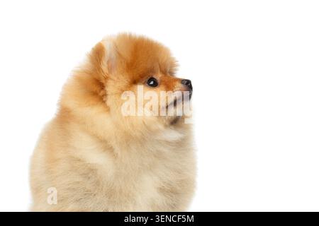 Ritratto del cucciolo in miniatura felice Spitz della Pomerania che guarda a lato su sfondo bianco isolato, vista profilo Foto Stock